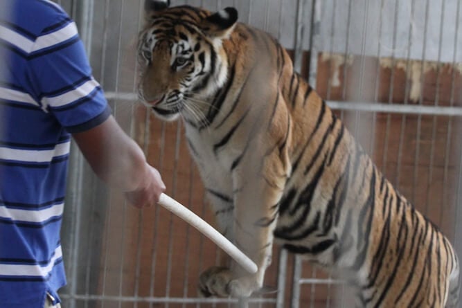 China Circus_Tiger and trainer Cropped