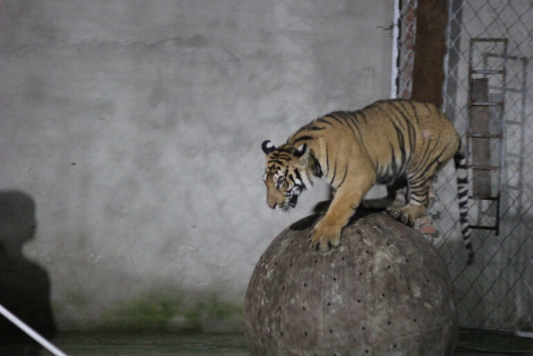 China Circus_Tiger balances on ball