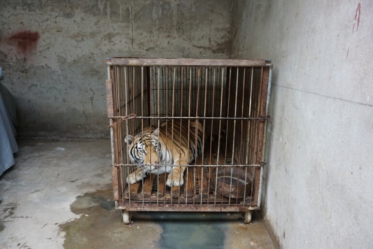 China Circus_Tiger in barren cage