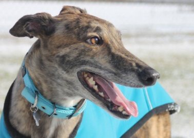 FINALLY: Unethical Wimbledon Greyhound Stadium Can Be Shut Down