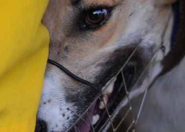 Sad News for Dogs as Birmingham Opts to Keep Unethical Greyhound Stadium Open