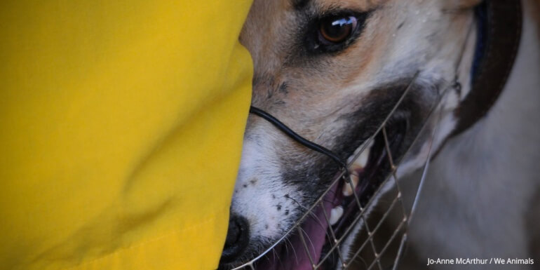 Greyhound-Muzzle-We-Animals