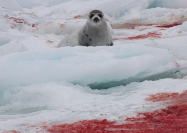 7 Shocking Photos That Show What Will Happen to up to 400,000 Seals This Month
