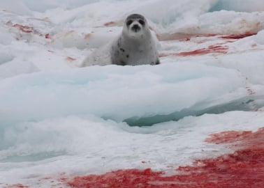 7 Shocking Photos That Show What Will Happen to up to 400,000 Seals This Month