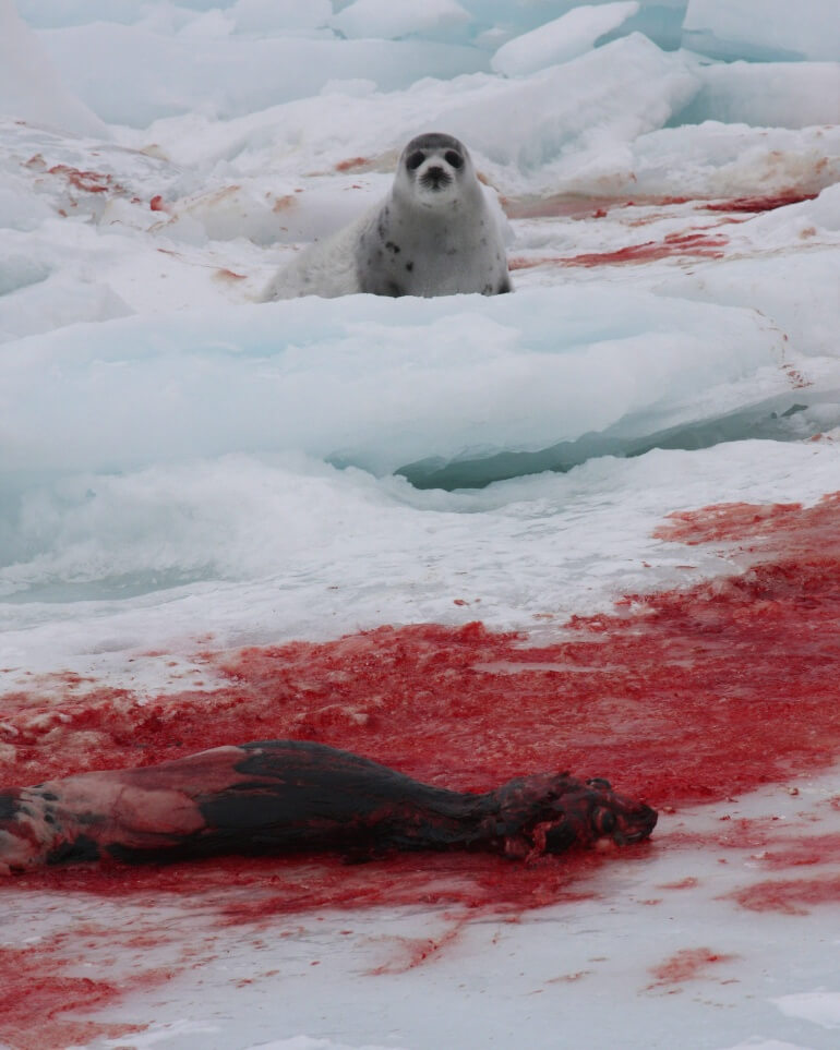 Images from the 2009 Seal Hunt & Watch.