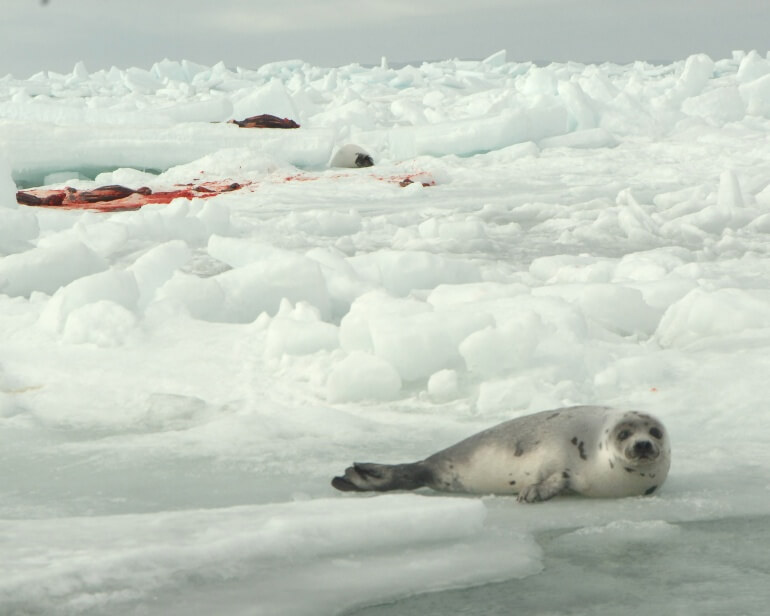 Seal Hunt & Watch 2009