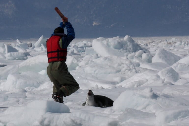 Seal Hunt & Watch 2009