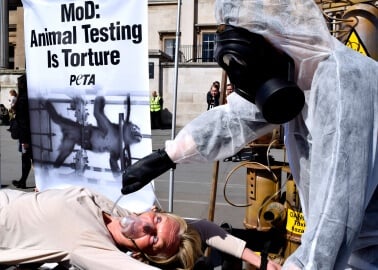 MoD Infecting Marmosets With Deadly Diseases: PETA Founder Endures Public ‘Torture’ in Protest