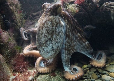 Inky’s Great Escape Shows Us Why Octopuses Don’t Belong in Aquariums