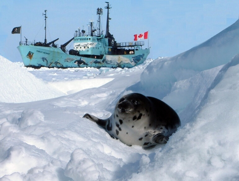 Sea Shepherd CS Harp_seal_near_Sea_Shepherd_ship