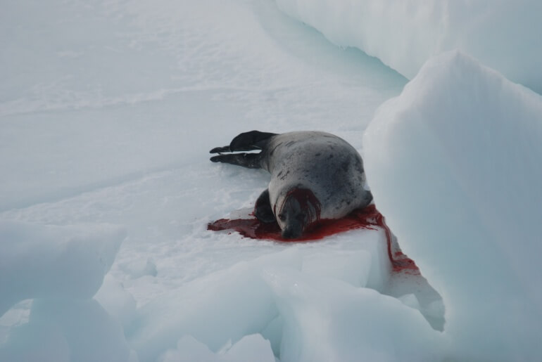 Sea Shepherd CS Seal Hunt `