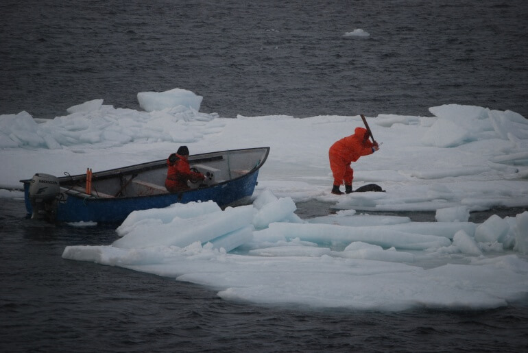 Sea Shepherd CS Seal Hunt 2