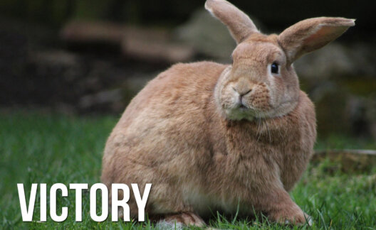 Victory Bunny