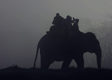 This Elephant Collapsed and Died From Exhaustion After Years of Carrying Tourists on Her Back