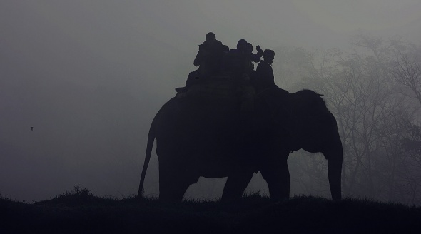 Elephant Ride