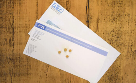 Soya Bean Dairy Letter