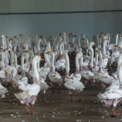 Live Geese Have Their Feathers Ripped Out for Down