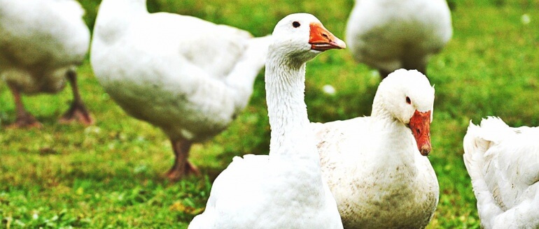 Geese Happy Banner CC0