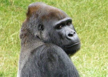 Gorilla Who Escaped London Zoo Enclosure Has Been Returned to His Unhappy Life in Captivity