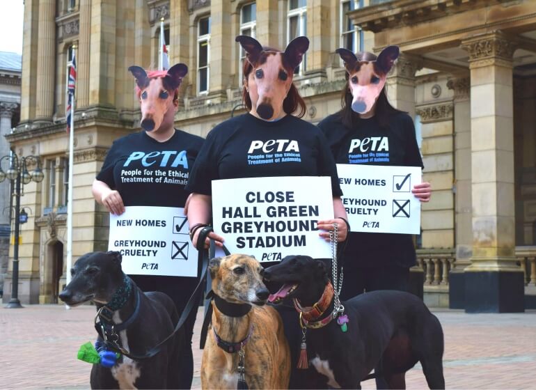 Greyhound Demo 2