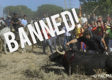 VICTORY: Barbaric ‘Toro de la Vega’ Bull Stabbing Festival Finally Banned!