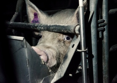 A Disturbing Look Inside a British Pig Farm