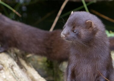 Monumental Moment: The Netherlands Puts an End to Fur Farming