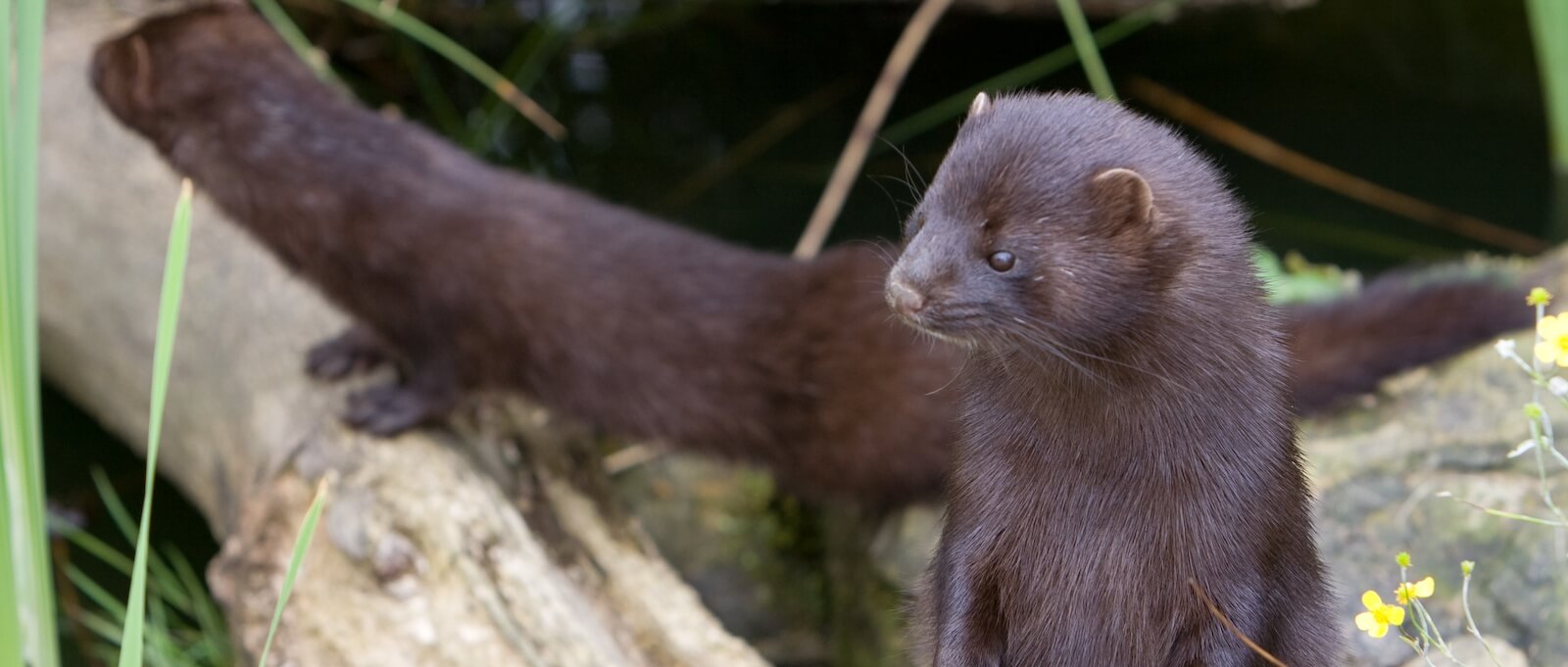 Ireland Ends Fur Farming: Which Country Will Be Next? Ireland Ends Fur Farming: Which Country Will Be Next?
