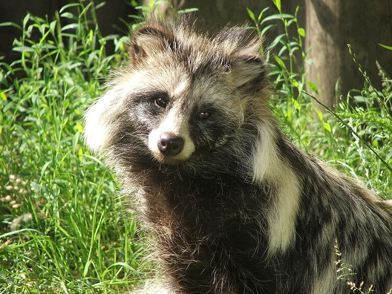 Raccoon Dog