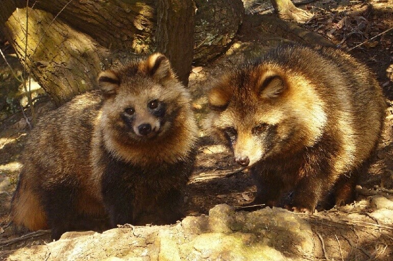 Raccoon Dog Pair