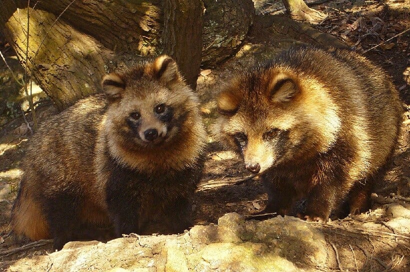 13 Astounding Facts You Didn’t Know About Raccoon Dogs