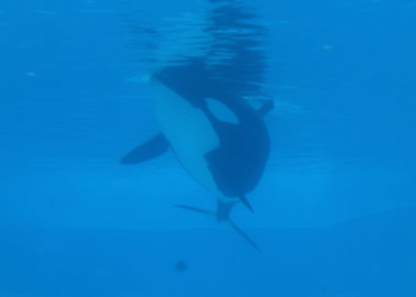 RIP: Kayla Becomes the 41st Orca to Die at SeaWorld
