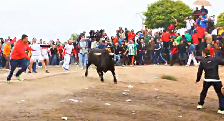 Toro de la Vega still