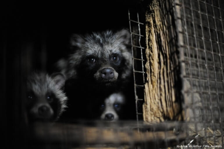 raccoon dog fur farm cage