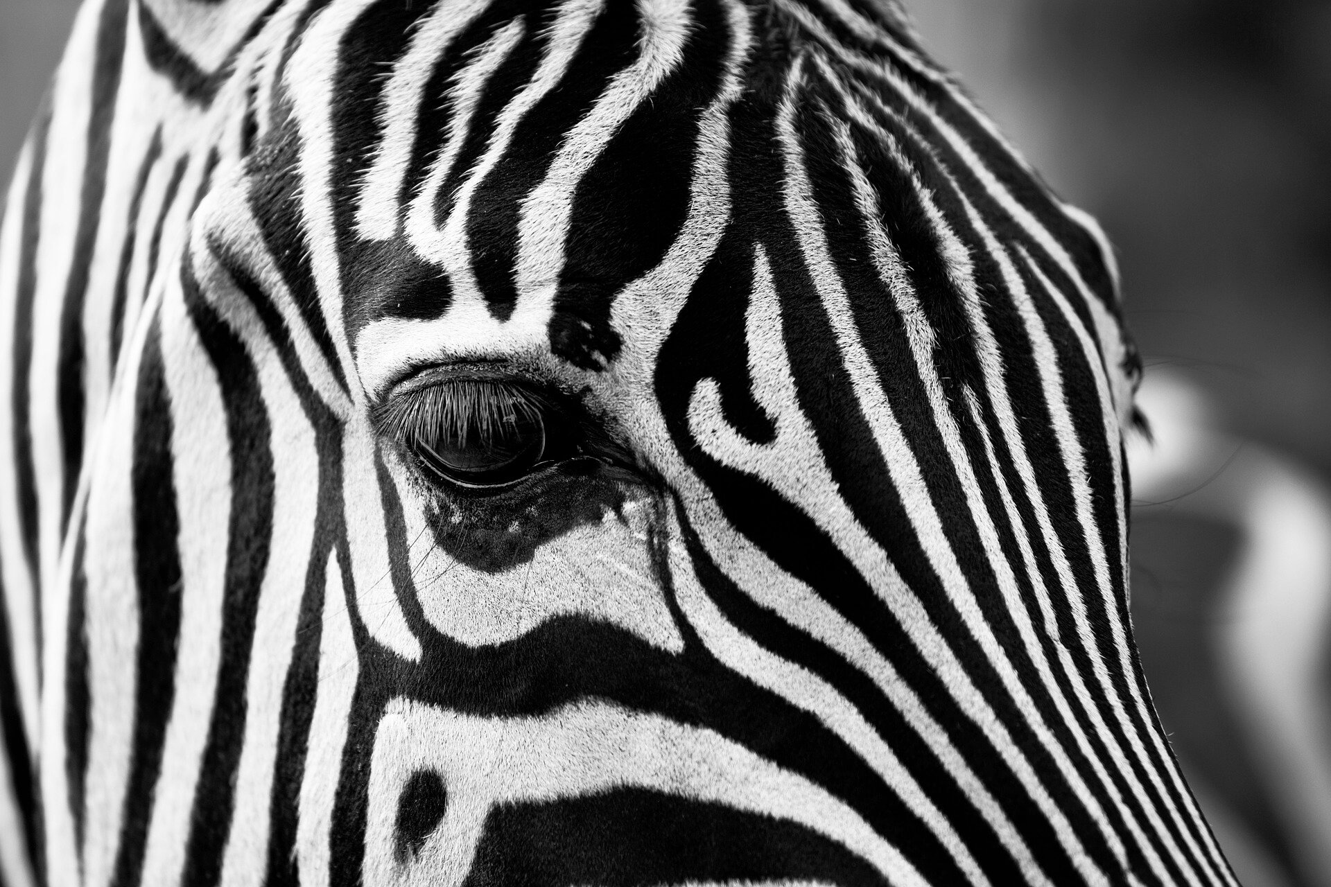 Zebra face CC0