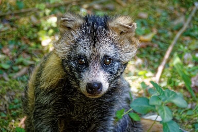 raccoon dog