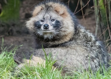 13 Astounding Facts You Didn’t Know About Raccoon Dogs