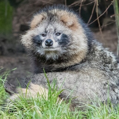 13 Astounding Facts You Didn’t Know About Raccoon Dogs