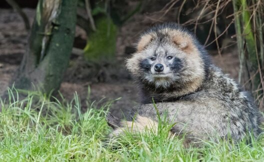 raccoon dog