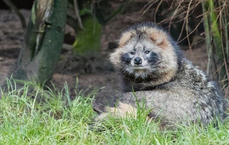 raccoon dog