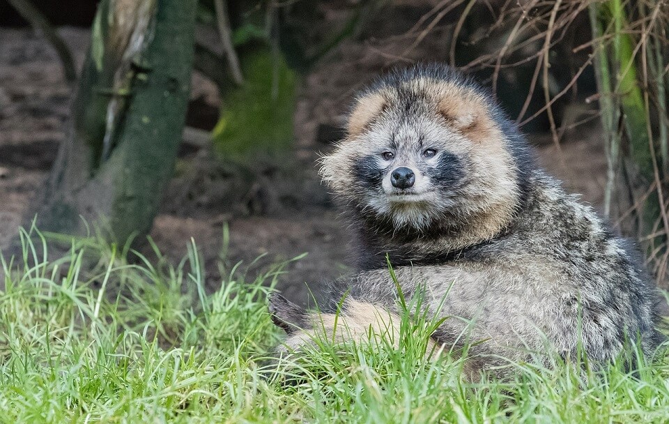 13 Astounding Facts You Didn't Know About Raccoon Dogs