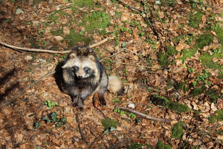 raccoon dog