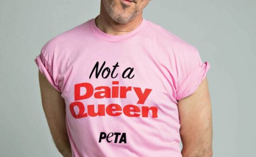 Alan Cumming Dairy Queen