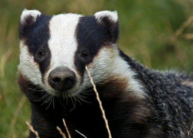 PETITION: End the Badger Cull Instead of Expanding It to New Areas