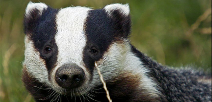 Badger Public Domain