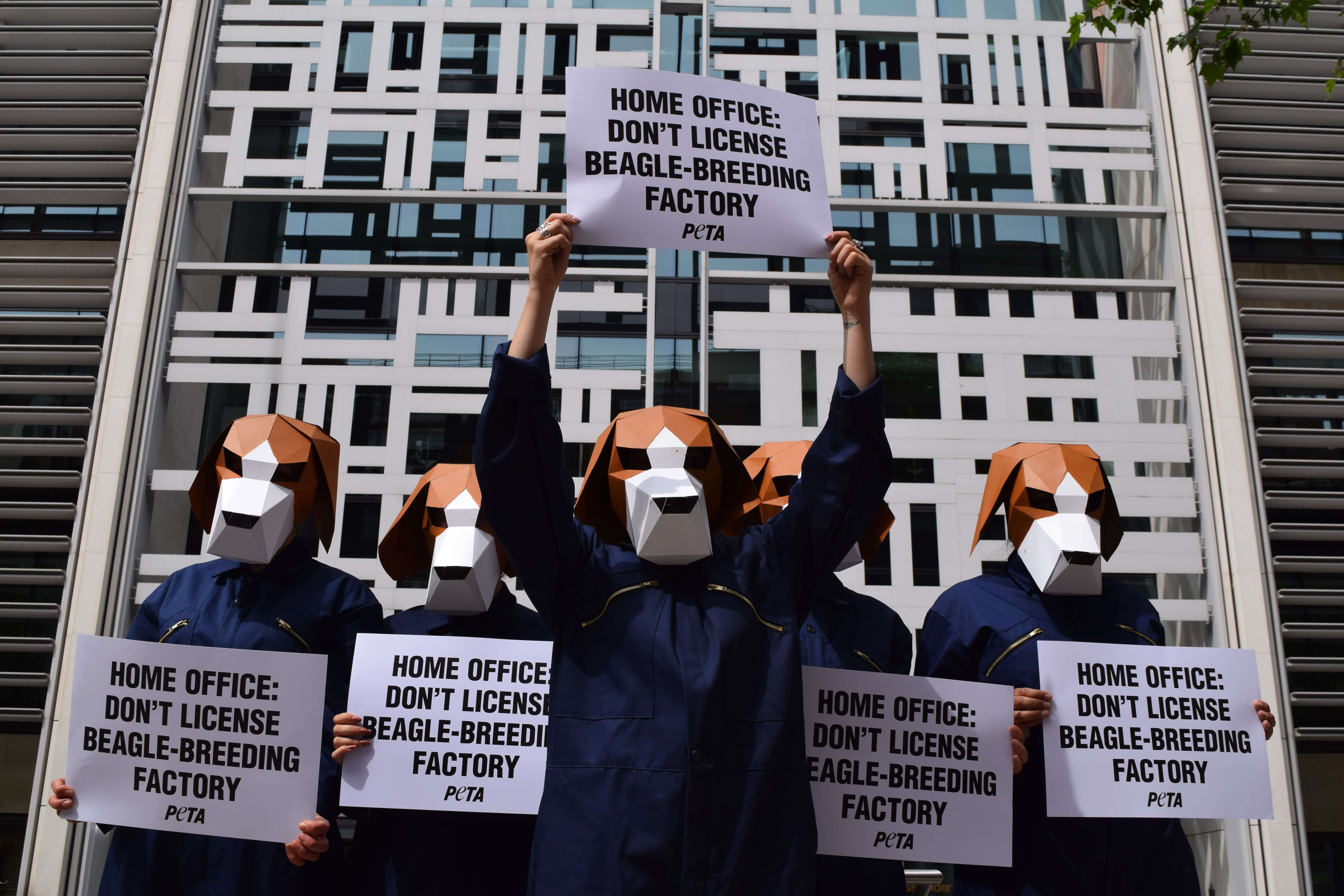 Beagles Descend On The Home Office To Fight Licensing Of Breeding