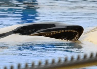 Morgan the Orca Is Pregnant Again