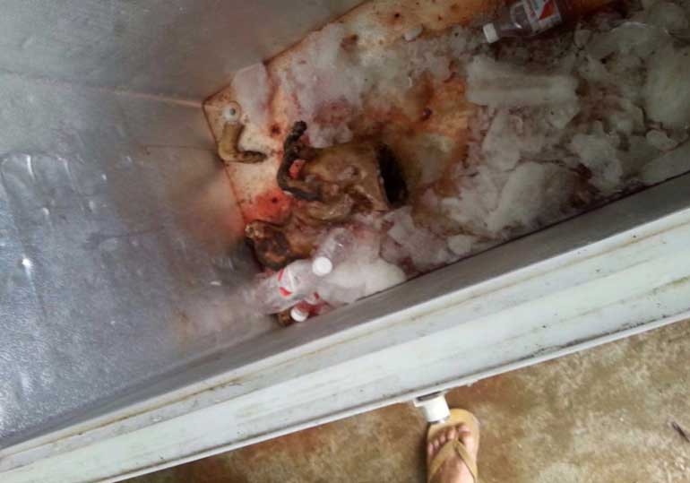 Dead Dog in Freezer at Yulin