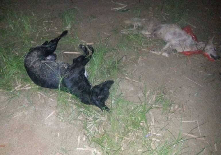 Dead Dogs At Yulin 2016