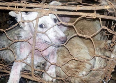 Do These Photos From the Yulin Dog Meat Festival Remind You of Anything?